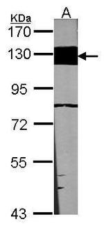 Laminin beta-3 Antibody in Western Blot (WB)