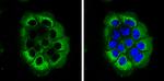 Laminin beta-3 Antibody in Immunocytochemistry (ICC/IF)