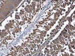 HSD17B4 Antibody in Immunohistochemistry (Paraffin) (IHC (P))