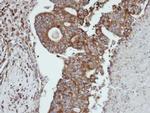 Cathepsin S Antibody in Immunohistochemistry (Paraffin) (IHC (P))