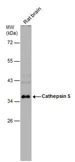 Cathepsin S Antibody in Western Blot (WB)