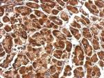 PDHA1 Antibody in Immunohistochemistry (Paraffin) (IHC (P))