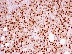 RFC4 Antibody in Immunohistochemistry (Paraffin) (IHC (P))