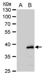 CHI3L2 Antibody in Western Blot (WB)