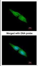 MAPK4 Antibody in Immunocytochemistry (ICC/IF)