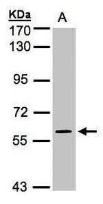 MAPK4 Antibody in Western Blot (WB)