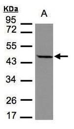 STOML1 Antibody in Western Blot (WB)