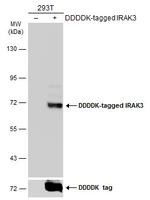 IRAK-M Antibody in Western Blot (WB)