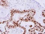 DNAJB2 Antibody in Immunohistochemistry (Paraffin) (IHC (P))