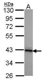 DNAJB2 Antibody in Western Blot (WB)