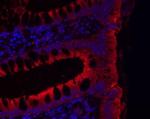 JAM2 Antibody in Immunohistochemistry (Paraffin) (IHC (P))