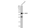 JAM2 Antibody in Western Blot (WB)