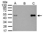 LDB1 Antibody in Immunoprecipitation (IP)