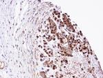 TPI1 Antibody in Immunohistochemistry (Paraffin) (IHC (P))