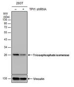 TPI1 Antibody