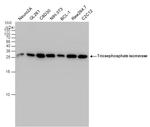 TPI1 Antibody in Western Blot (WB)