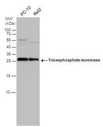 TPI1 Antibody in Western Blot (WB)