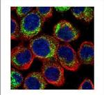 PDE4D Antibody in Immunocytochemistry (ICC/IF)