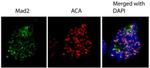 MAD2 Antibody in Immunocytochemistry (ICC/IF)