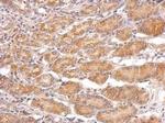 TRADD Antibody in Immunohistochemistry (Paraffin) (IHC (P))