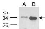 TRADD Antibody in Western Blot (WB)