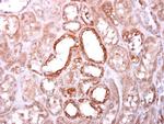 SOCS4 Antibody in Immunohistochemistry (Paraffin) (IHC (P))