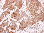 ARF5 Antibody in Immunohistochemistry (Paraffin) (IHC (P))