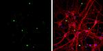 OLIG1 Antibody in Immunocytochemistry (ICC/IF)