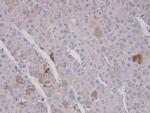 FBXO2 Antibody in Immunohistochemistry (Paraffin) (IHC (P))