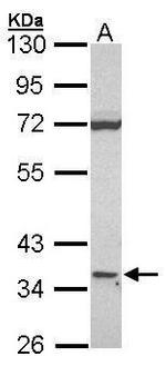 CD1d Antibody in Western Blot (WB)