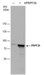 PRPF39 Antibody in Western Blot (WB)