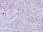 SLC26A8 Antibody in Immunohistochemistry (Paraffin) (IHC (P))