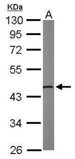 NSFL1C Antibody in Western Blot (WB)