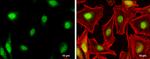 NR0B1 Antibody in Immunocytochemistry (ICC/IF)