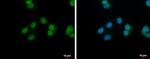 NANS Antibody in Immunocytochemistry (ICC/IF)