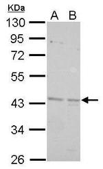 BRE Antibody in Western Blot (WB)