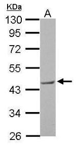 BRE Antibody in Western Blot (WB)