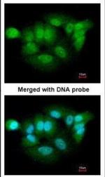 XPNPEP3 Antibody in Immunocytochemistry (ICC/IF)