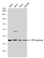 PP1 gamma Antibody in Western Blot (WB)