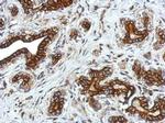 GLRA2 Antibody in Immunohistochemistry (Paraffin) (IHC (P))