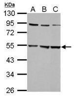 GLRA2 Antibody in Western Blot (WB)