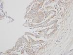 Interferon alpha-8 Antibody in Immunohistochemistry (Paraffin) (IHC (P))