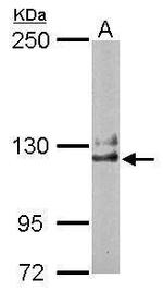 NCKAP1 Antibody in Western Blot (WB)