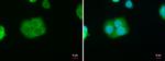 STAR Antibody in Immunocytochemistry (ICC/IF)