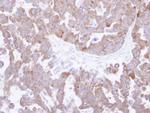 TCP-1 theta Antibody in Immunohistochemistry (Paraffin) (IHC (P))