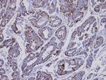 INPP1 Antibody in Immunohistochemistry (Paraffin) (IHC (P))