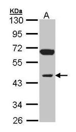 INPP1 Antibody in Western Blot (WB)