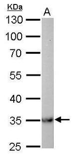 MDH2 Antibody in Western Blot (WB)