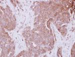 STAM Antibody in Immunohistochemistry (Paraffin) (IHC (P))