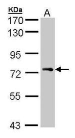 STAM Antibody in Western Blot (WB)